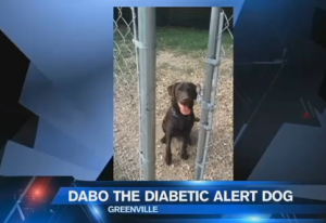 Dabo the Dog (photo: credit Fox Carolina (Meredith Corporation)